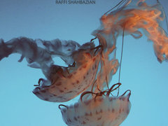 9f033d4b51733a9 photo 240x180